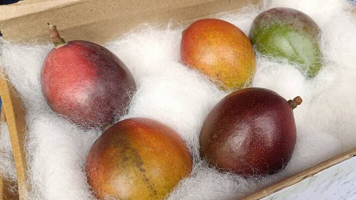 Miyazaki Mango