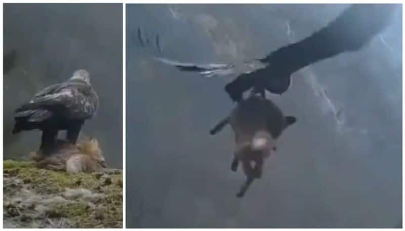 video of a Golden Eagle picking up a dead fox and flying away has gone viral bkg 