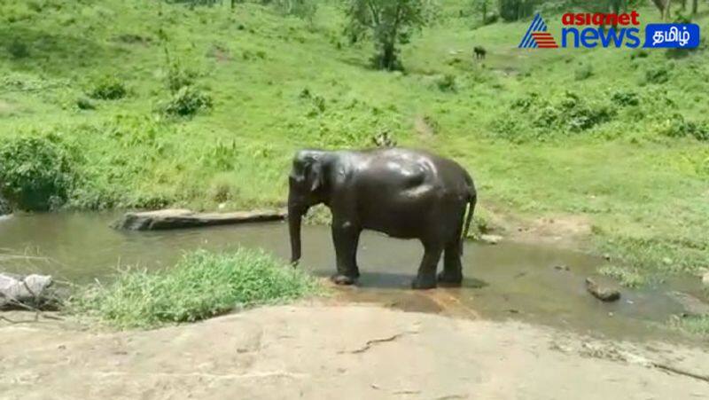 Domesticated elephants in the Anaimalai camp are excited to bathe! 