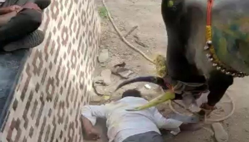 Bull Fight Held Kakhandaki in Vijayapura grg