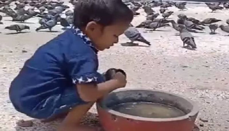 boy giving water to thirsty birds rlp