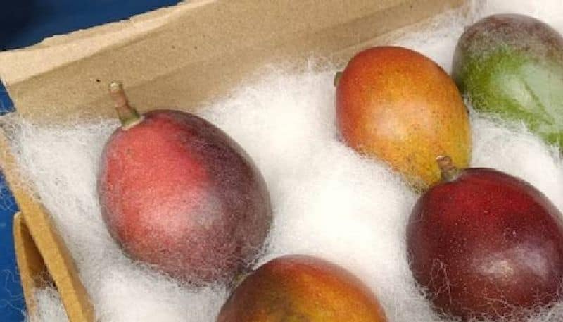 social media discussing about special  Miyazaki mangoes rlp