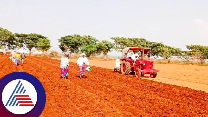 Karnataka monsoon lack of rain Farmers in distress at davanagere rav