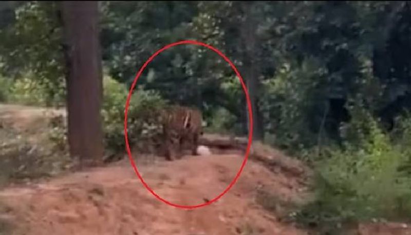 tiger sniffing plastic bag rlp