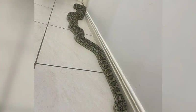 giant python spotted inside a home hyp