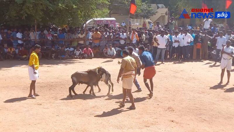 buck fight festival held in Theni! - kalaignar 100th birthday Celebration!