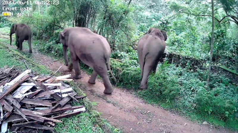 man killed by wild elephant in coimbatore district