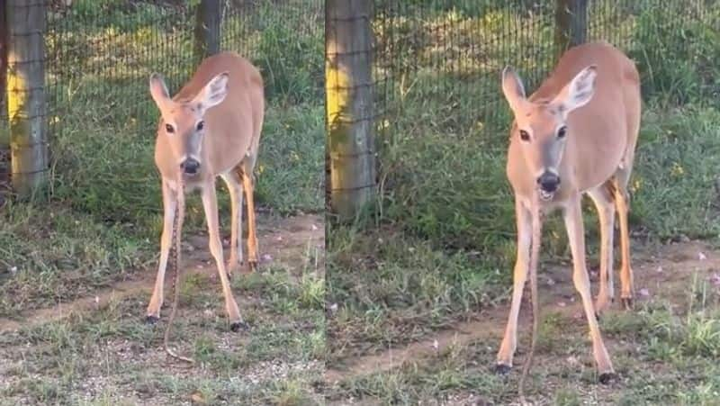 Deer that chewed snake and ate.. video went viral - bsb