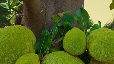 How Chakkakkoottam a WhatsApp group turned company is bringing about a jackfruit revolution in Kerala anu How Chakkakkoottam a WhatsApp group turned company is bringing about a jackfruit revolution in Kerala anu