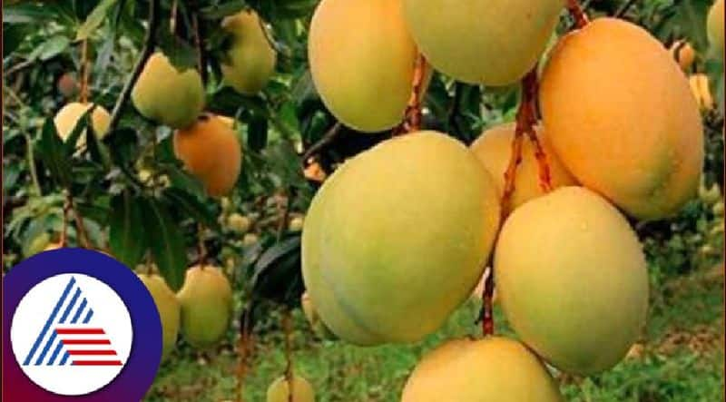 Fall in mango prices: Farmers worried at chikkaballapur rav