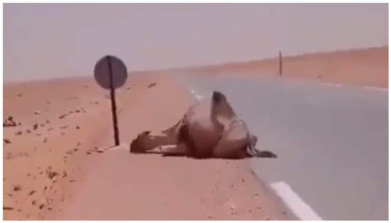 kindness of truck drivers who gave water to camel who fell tired without getting water in desert bkg 