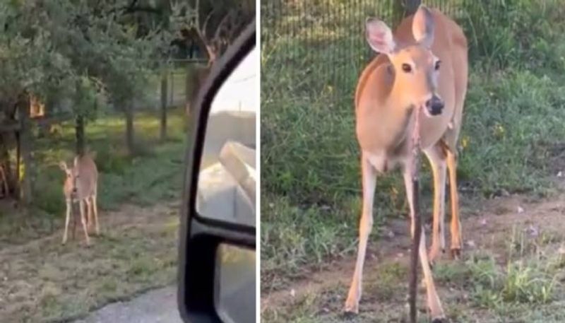 deer eating snake rlp