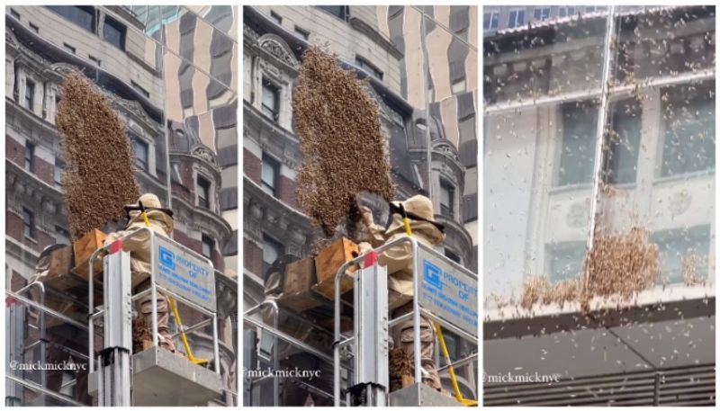 video of swarm of bees swarms Time Square goes Viral bkg