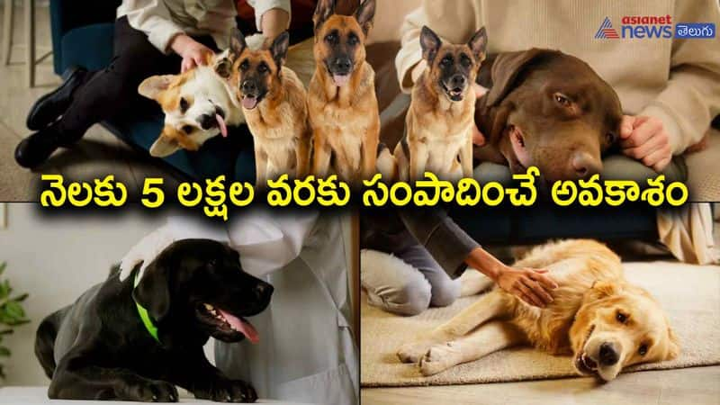 dog breeding business-following these parameters can earn in lakhs