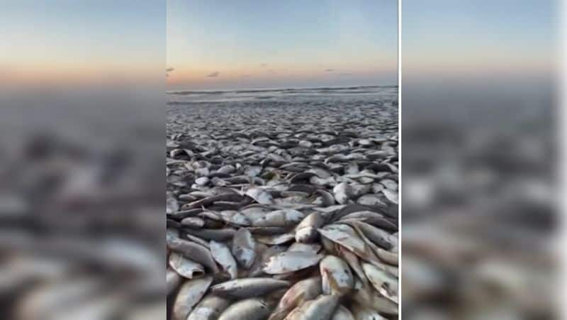 Why thousands of fish washed up on these Texas beache