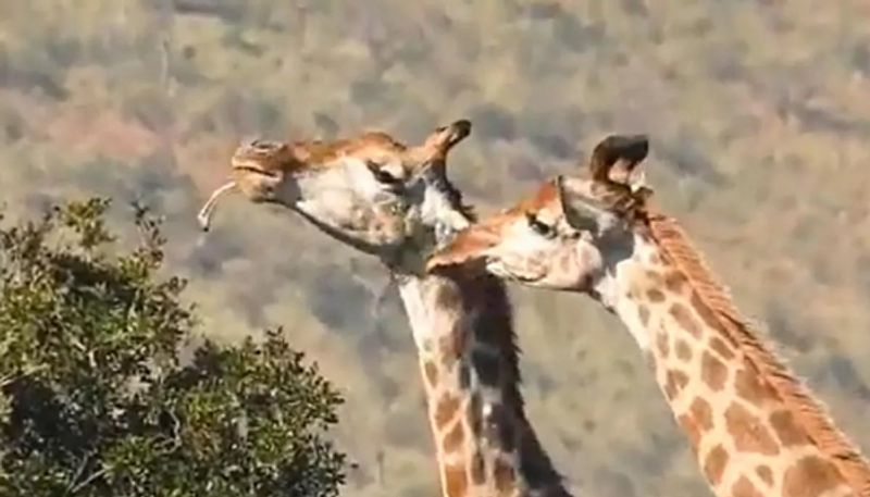 giraffe eating bones the video going viral social media hyp 