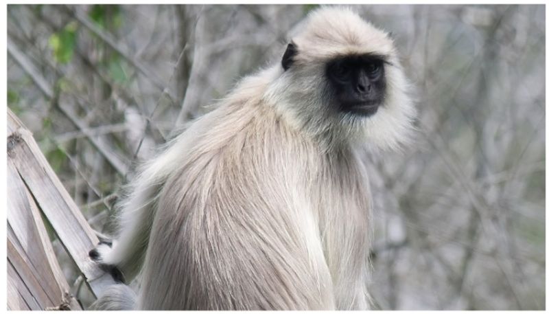 Caught On Camera: Langur Using Computer At West Bengal Video Goes Viral - bsb