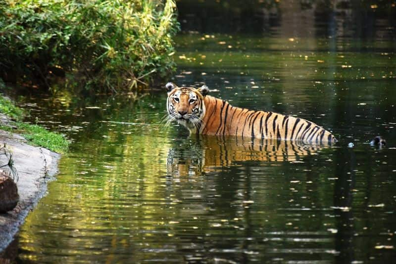 Telangana Harithotsavam: Free entry to all parks in the state, including zoopark, on June 19th RMA