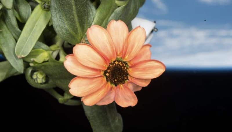 nasa shared the photo of flower which grown in space hyp