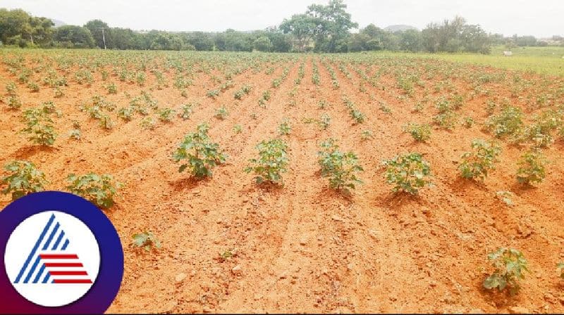 lack of monsoon rain Gundlupet farmers are worried rav