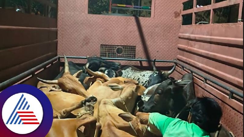 Rescue of 25 illegally transported cows auused arrest at yadgir rav