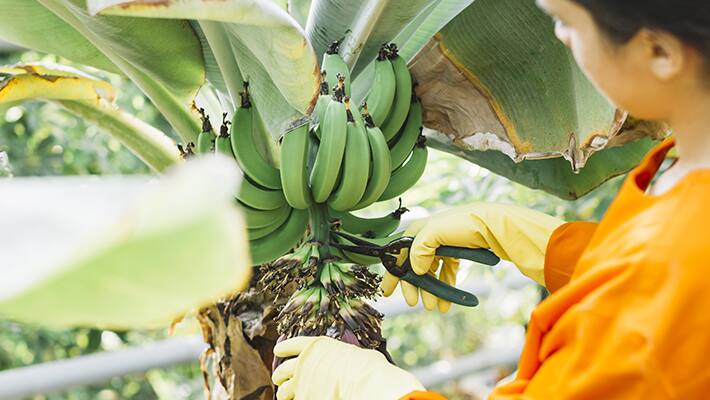 Banana Tree At Home