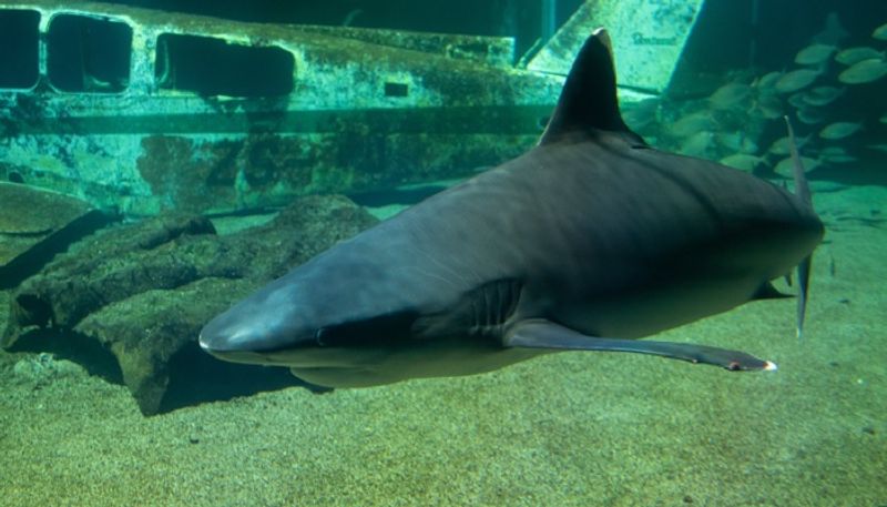 Tiger shark which that killed Russian tourist in Egypt to be mummified; check details AJR