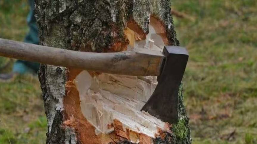 tree cutting
