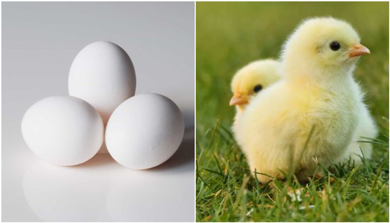 What came first  the chicken or the egg? Scientists got answer at last prm