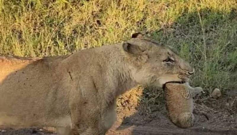 lioness casually walking through road rlp