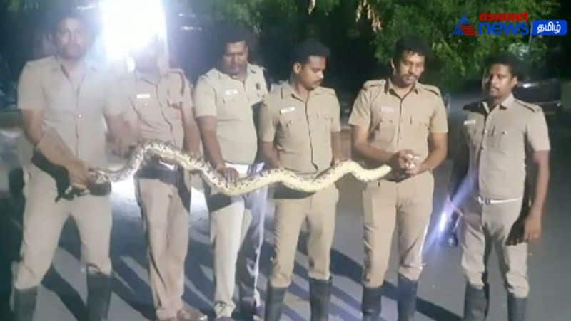 A 10-foot-long python entered a house near Salem Oothumalai