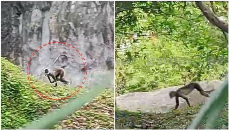 minister chinchurani says will not drug to Hanuman monkey who escaped from Kerala zoo nbu