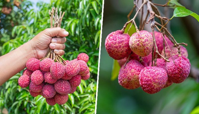 Lychee seeds health benefits: Know their nutrition, risks and more ADC