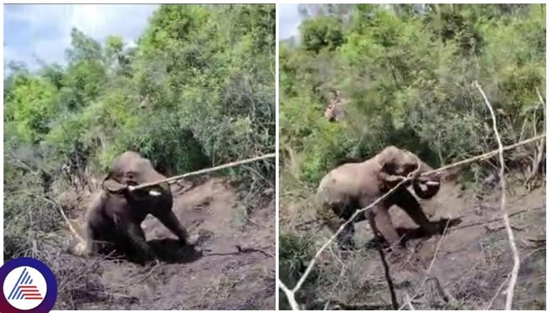 Karnataka Forest Department staff captured the elephant in Ramnagara sat