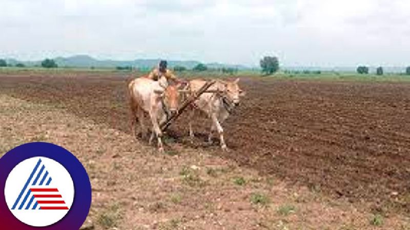 Karnataka monsoon lack of rain mundaragi farmers worried at gadag rav