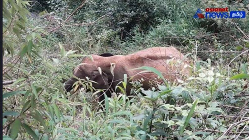 Attention motorists! - A single wild elephant strolling along the highway near coonoor