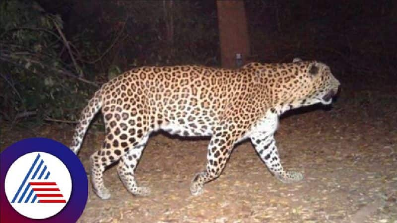 Leopard attack on sheep Sheep farmers in panic at tumkuru rav