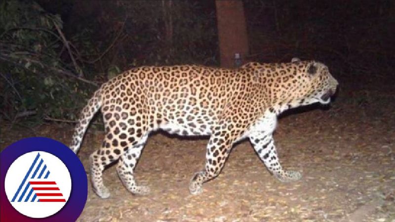 Leopard attack on sheep Sheep farmers in panic at tumkuru rav