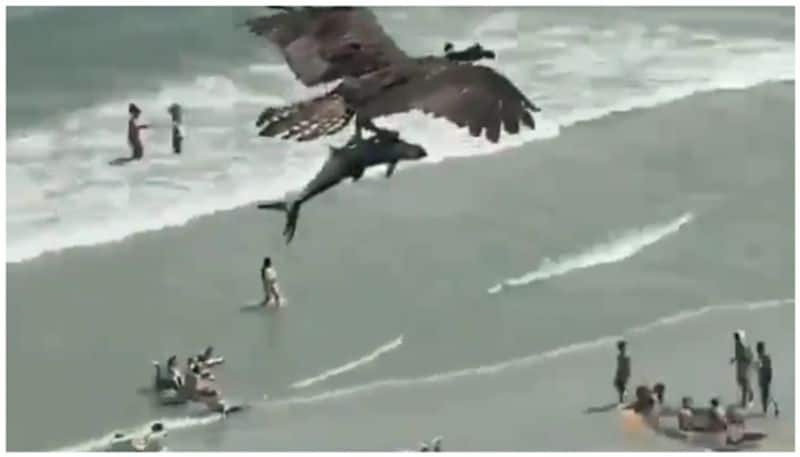 video of a flying eagle biting a baby shark with its toenails has gone viral bkg 