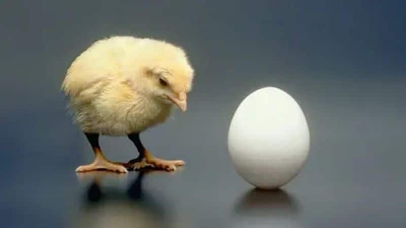 Which came first the chicken or egg new study is on the verge of answering this question