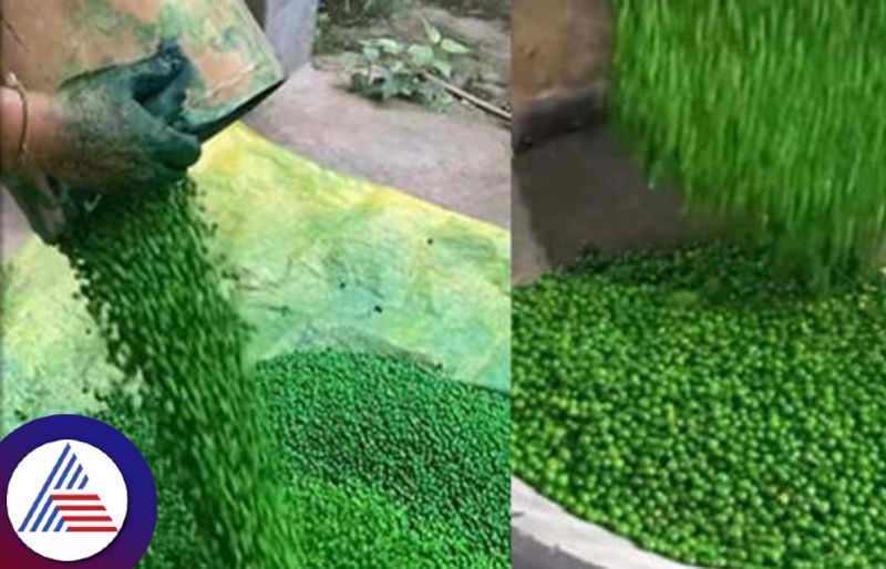 Love Green Matar snack? This Viral video will make you sick Vin