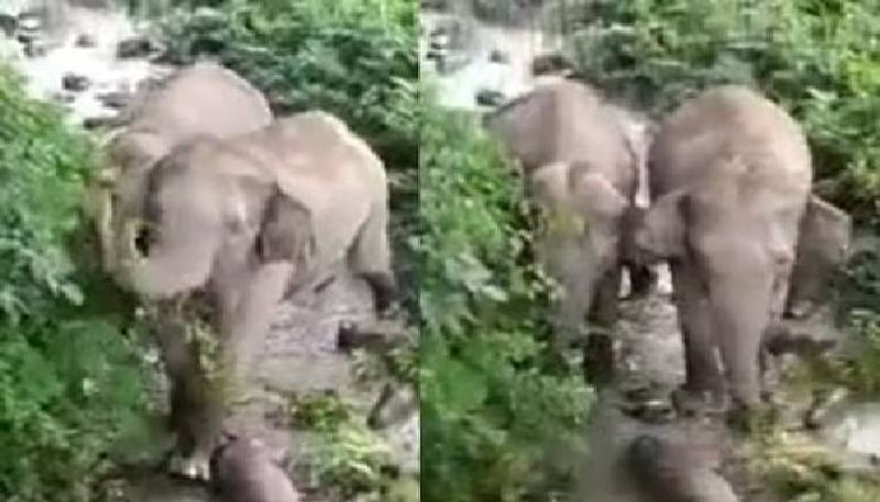 calf died mother elephant trying to revive rlp