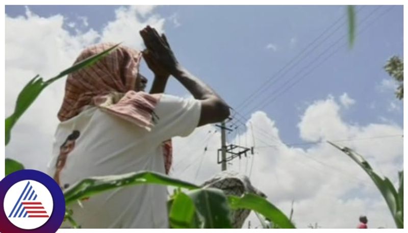 Kodagu farmers waiting for rain for growing vegetables and paddy kannada news gow 