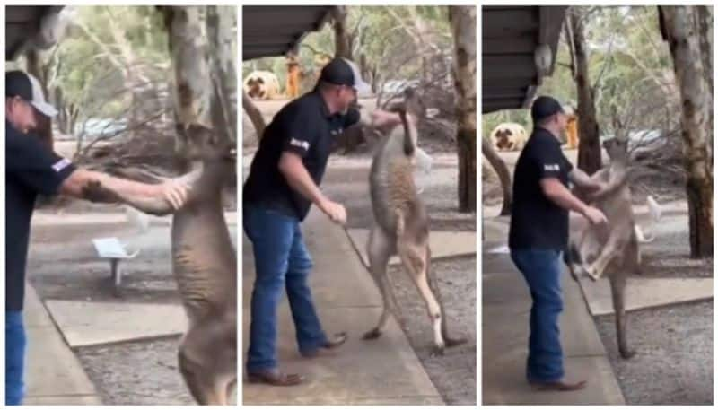 video of a kangaroo wrestle with a zoo visitors goes Viral bkg 