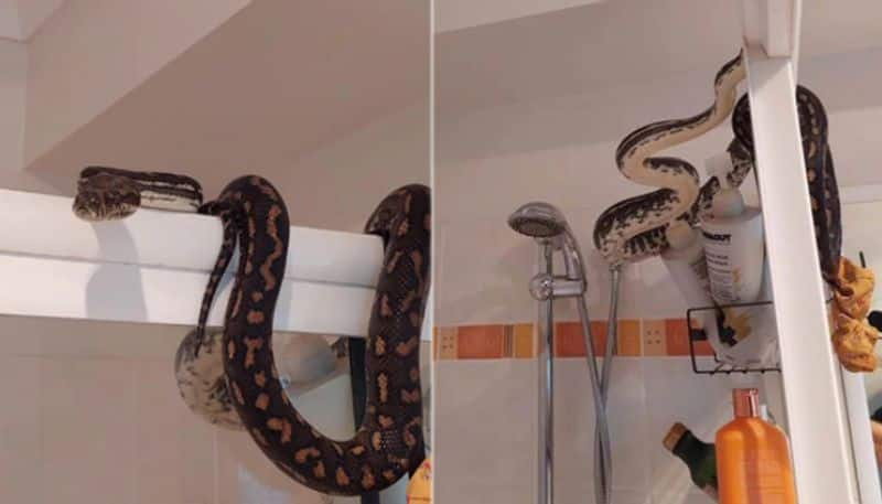 Man Sitting On Toilet Spots Enormous Python Lounging Atop Shower azn 