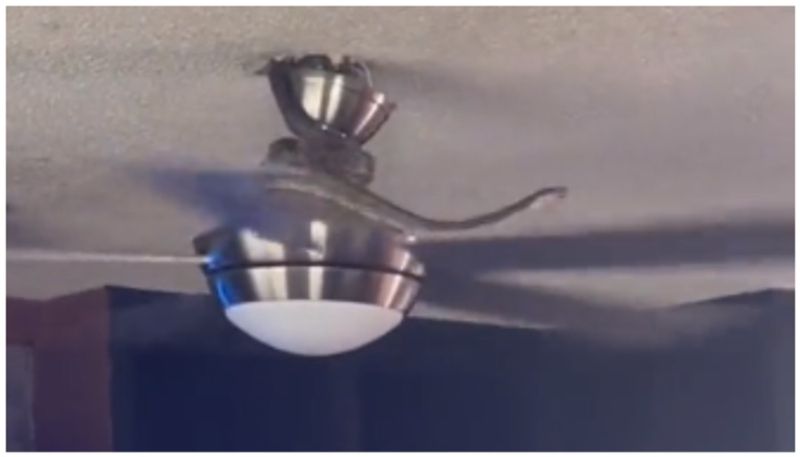 video of a snake trying to climb down from a rotating fan is going viral bkg