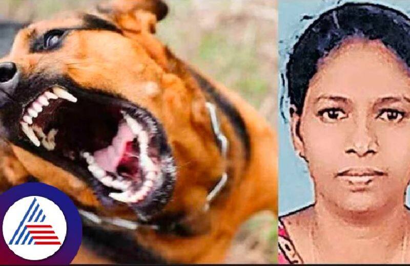 Dog lover who fed strays dies of rabies, scratches on hand proved fatal Vin