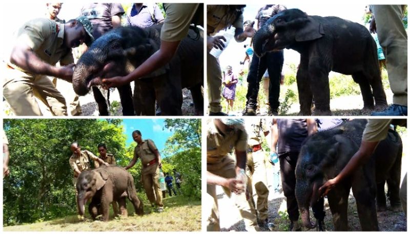 three days since baby elephant arrived in Attapadi sts