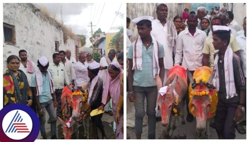 Bagalkote people performed marriage of Donkeys  as the scarcity of rainfall kannada news gow 