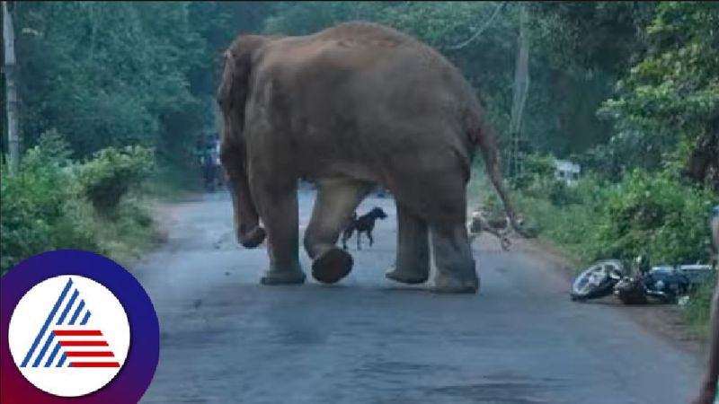 Wild elephant attack on forest personnel:staff at  Kushalanagar kodagu rav